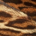 روایح حیوانی