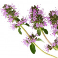 سالویا اسکلاریا (مریم گلی مرموک)