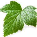برگ انگور فرنگی