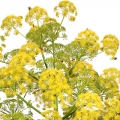 صمغ گالبانیوم