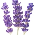 اسطوخدوس