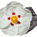 گل لادن