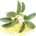 گل اوسمانتوس (چای زیتون)