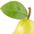 چوب درخت گلابی