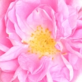 گل محمدی