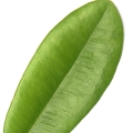 برگبوی غرب هند
