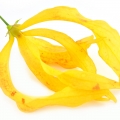 گل یلانگ