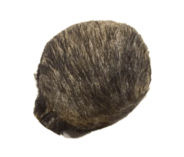 مشک