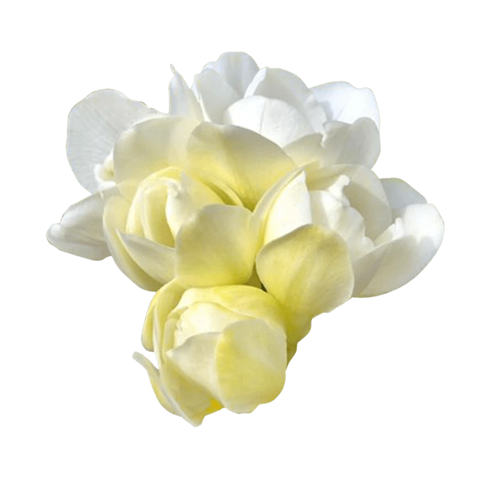 فریزیا