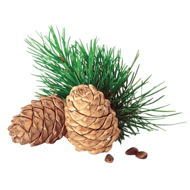 چوب سدر