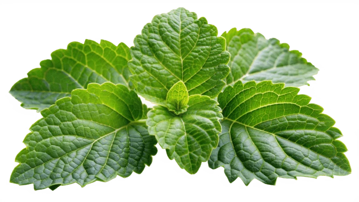 نعناع هندی