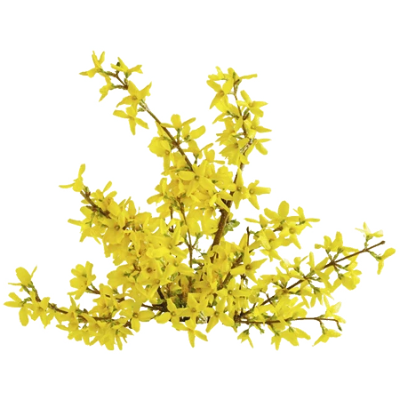 صمغ گالبانیوم