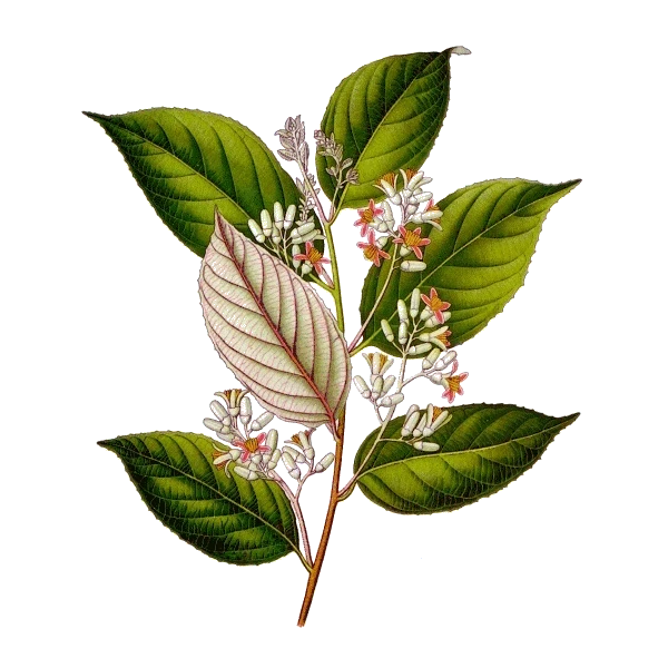 بوته وحشی جاوی