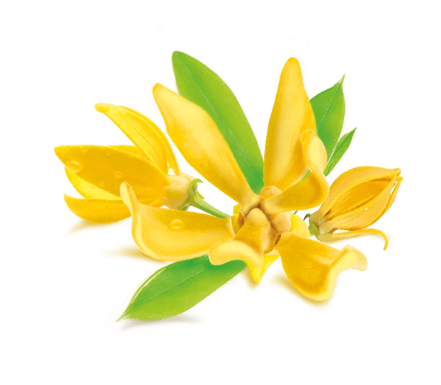 گل یلانگ
