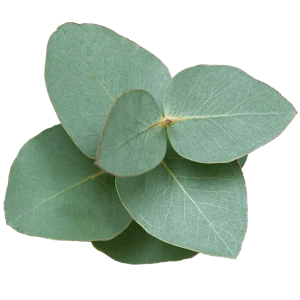 اوکالیپتوس