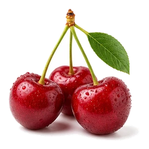 شکوفه گیلاس