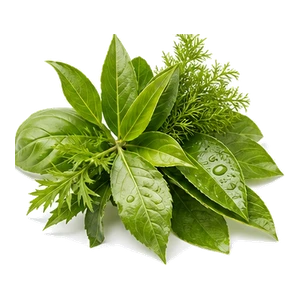 جوانه صنوبر