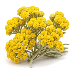 میموزا