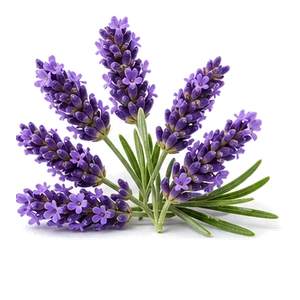 اسطوخودوس