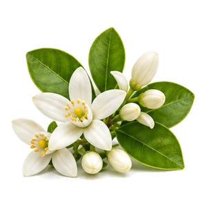 نرولی