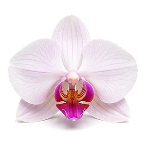 ارکیده وانیلی