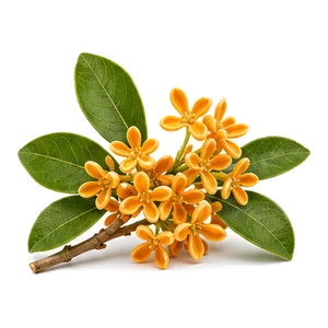 گل اوسمانتوس