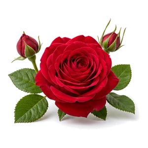 رز سفید